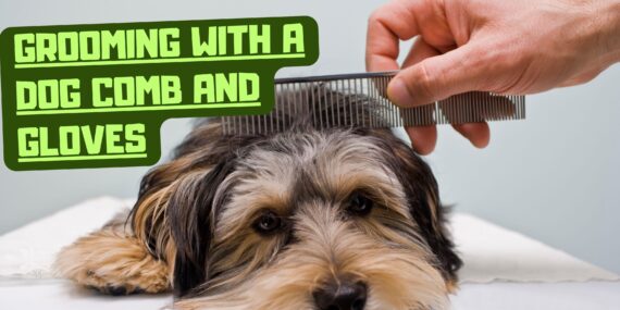 Grooming with a Dog Comb and Gloves