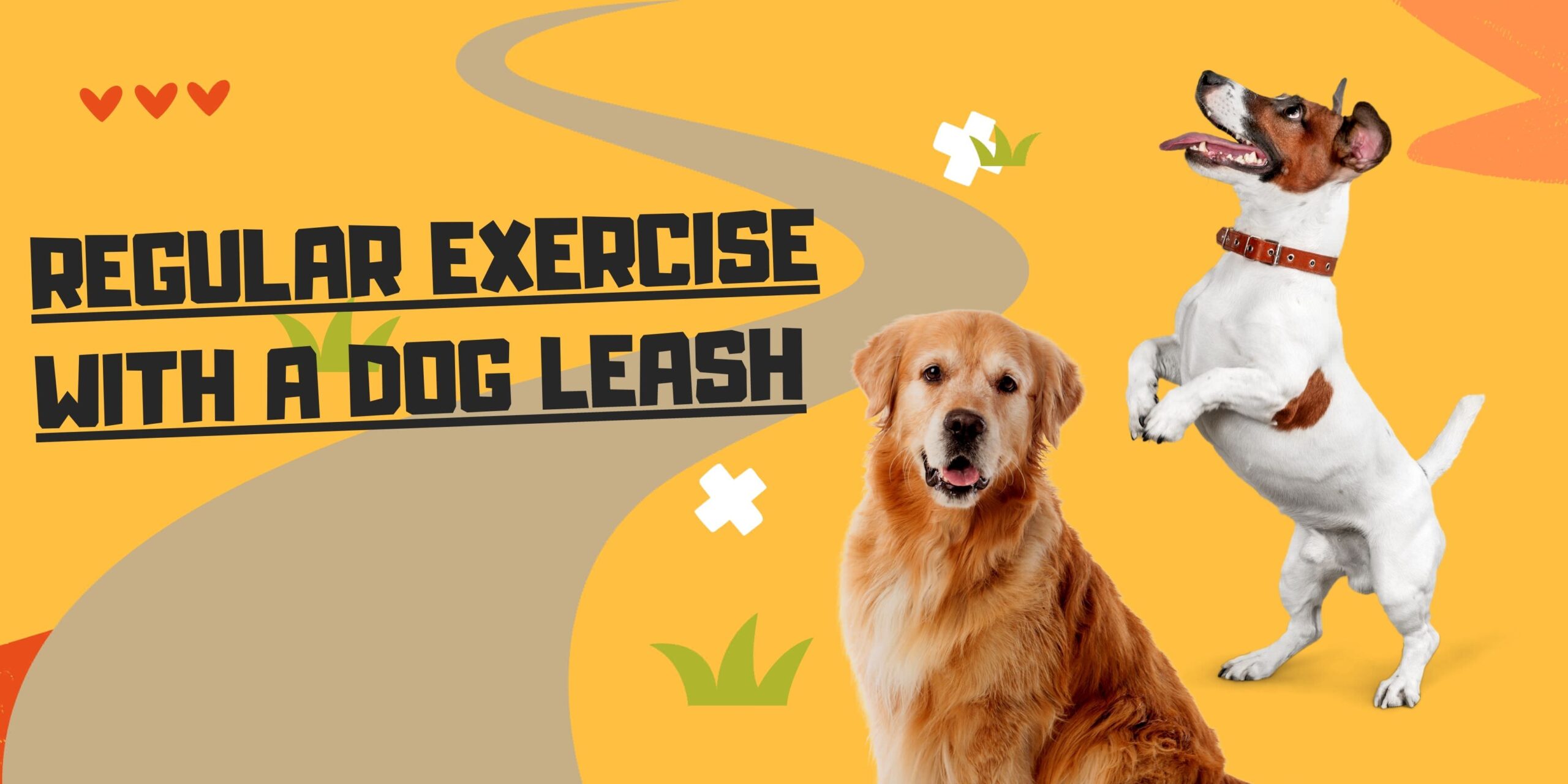 Regular Exercise with a Dog Leash