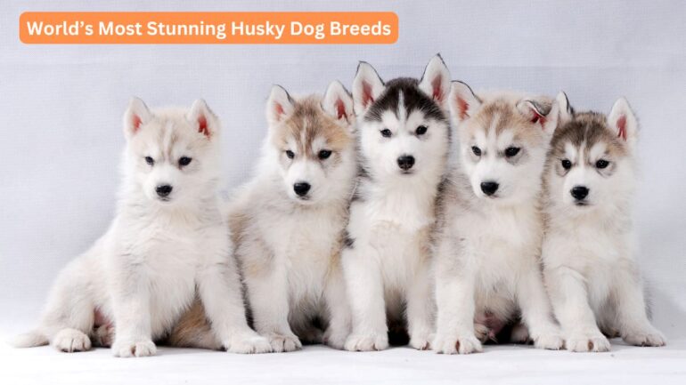 Husky Breeds