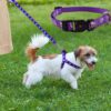 RvPaws Paw Print Puppy Harness Leash Collar Set Combo O…