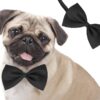 Sage Square Charming Canine Fashion Eye-Catching Dog Bo…