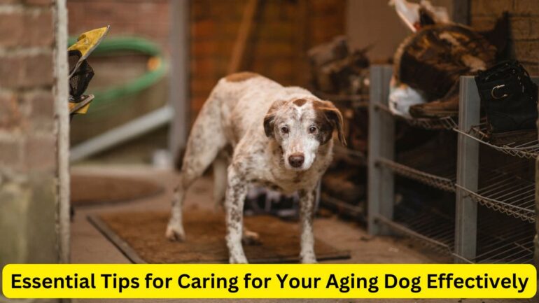 Aging dog care