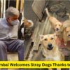 Why Taj Mumbai Welcomes Stray Dogs Thanks to Ratan Tata