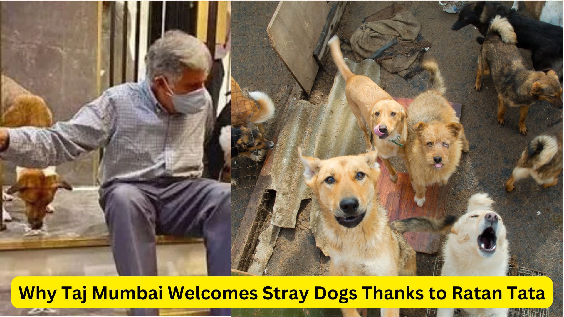 Why Taj Mumbai Welcomes Stray Dogs Thanks to Ratan Tata