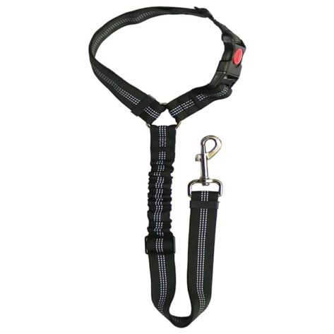 dog harness and leash