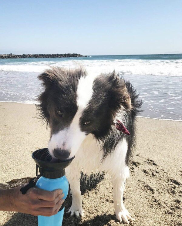 dog harness and leash