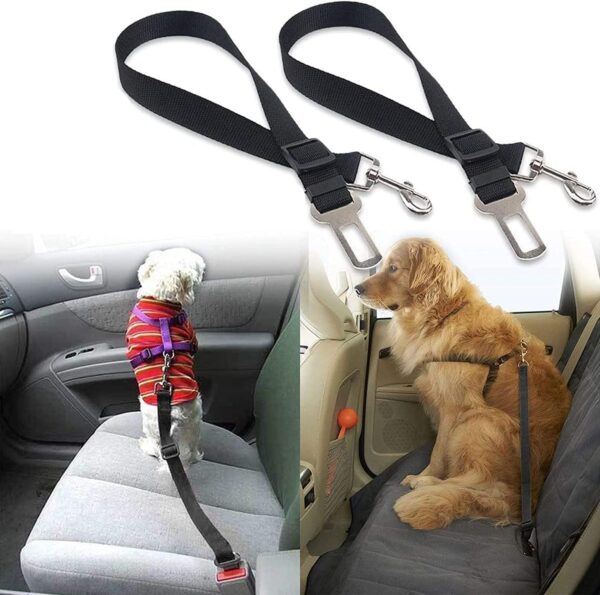 dog travel