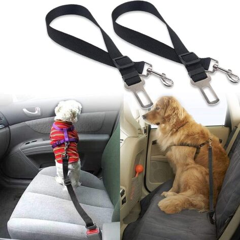 dog travel