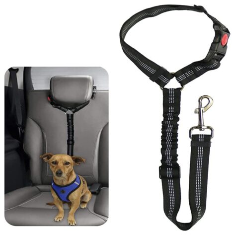 dog harness and leash