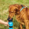 MOHAK Dog Water Bowl Bottle Sipper Portable Aqua Dog Tr…