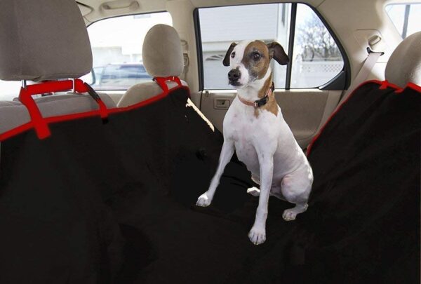 dog harness and leash