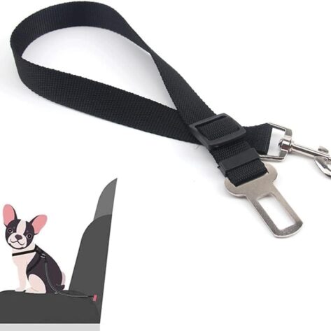 dog harness and leash