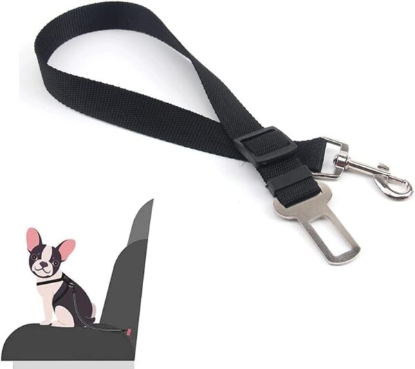 dog harness and leash