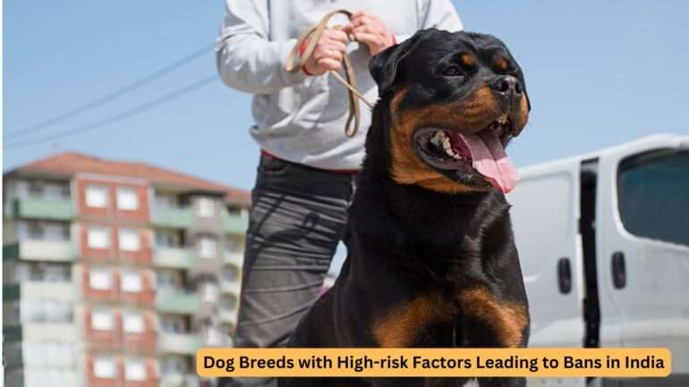 Dangerous dog breeds