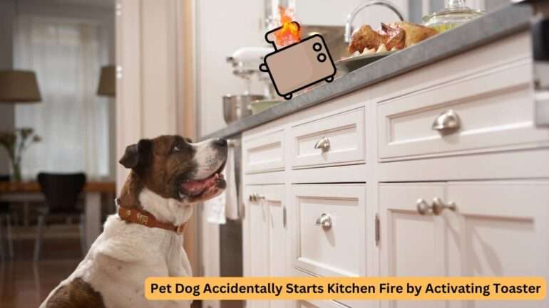 Dog starts fire