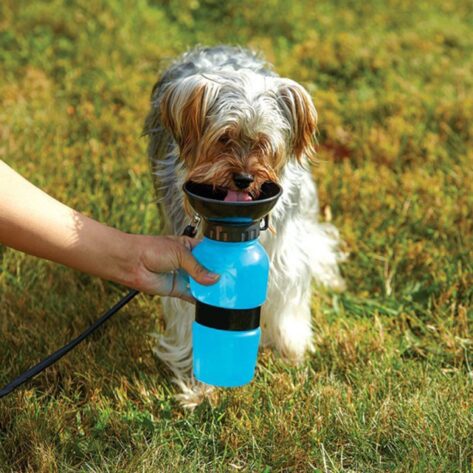 dog harness and leash