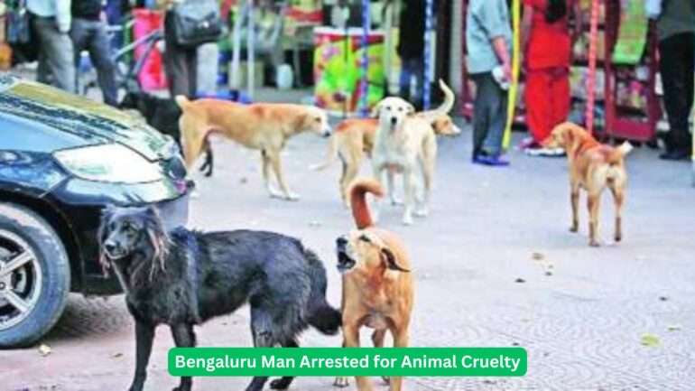 Bengaluru animal cruelty