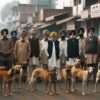 Tragedy Strikes Ludhiana as Stray Dogs Attack Children – Ludhiana stray dogs