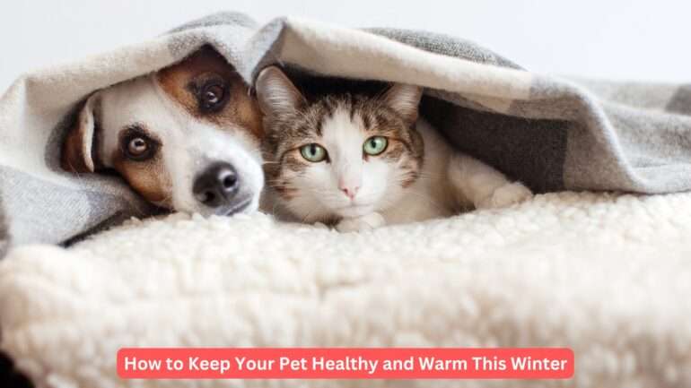 Winter Dog Care